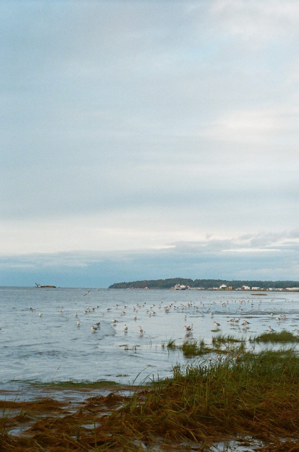 Seagulls by Anchorage, AK. Mamiya MSX 1000 w/55mm 1.8