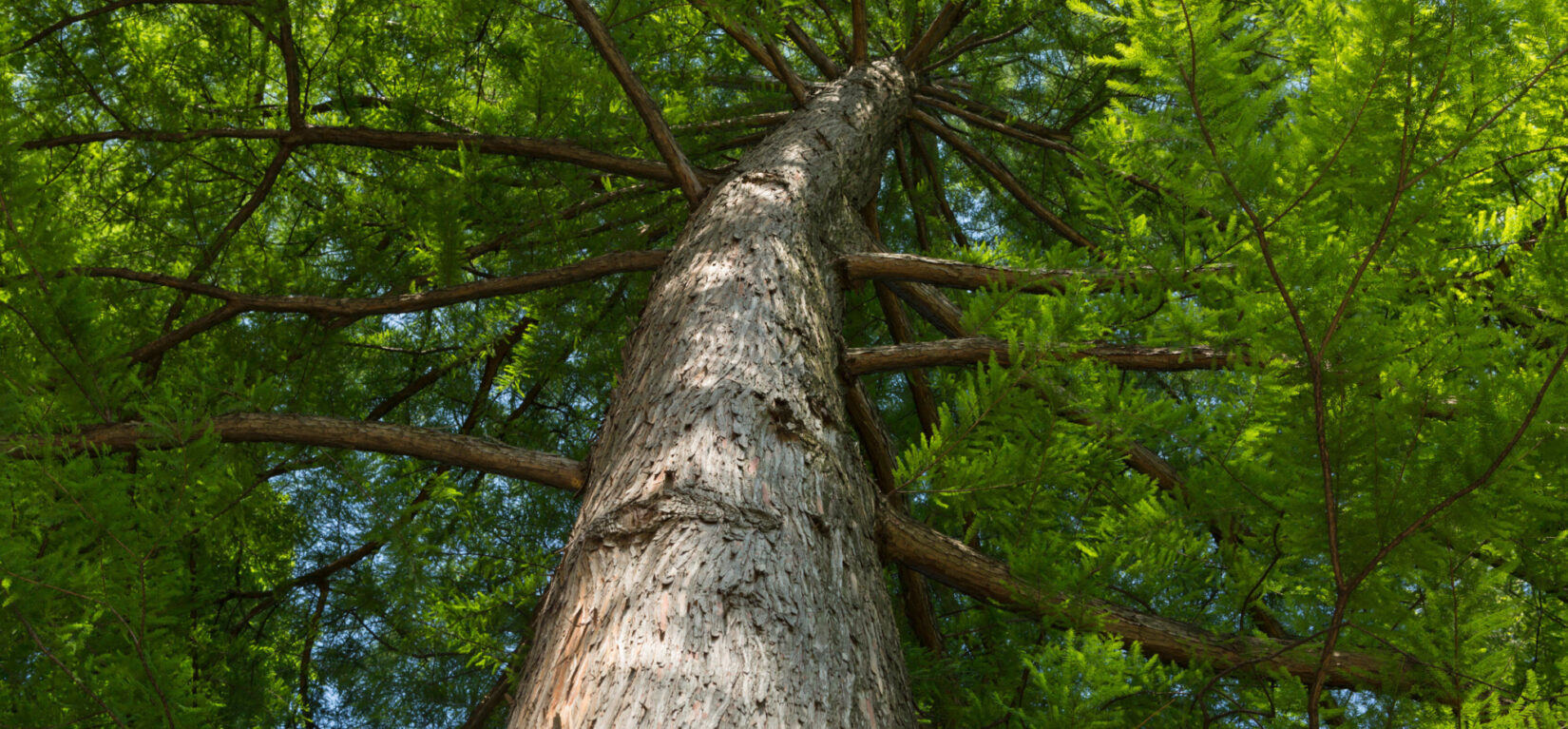 View from low on the ground up the trunk of a bald cypress tree