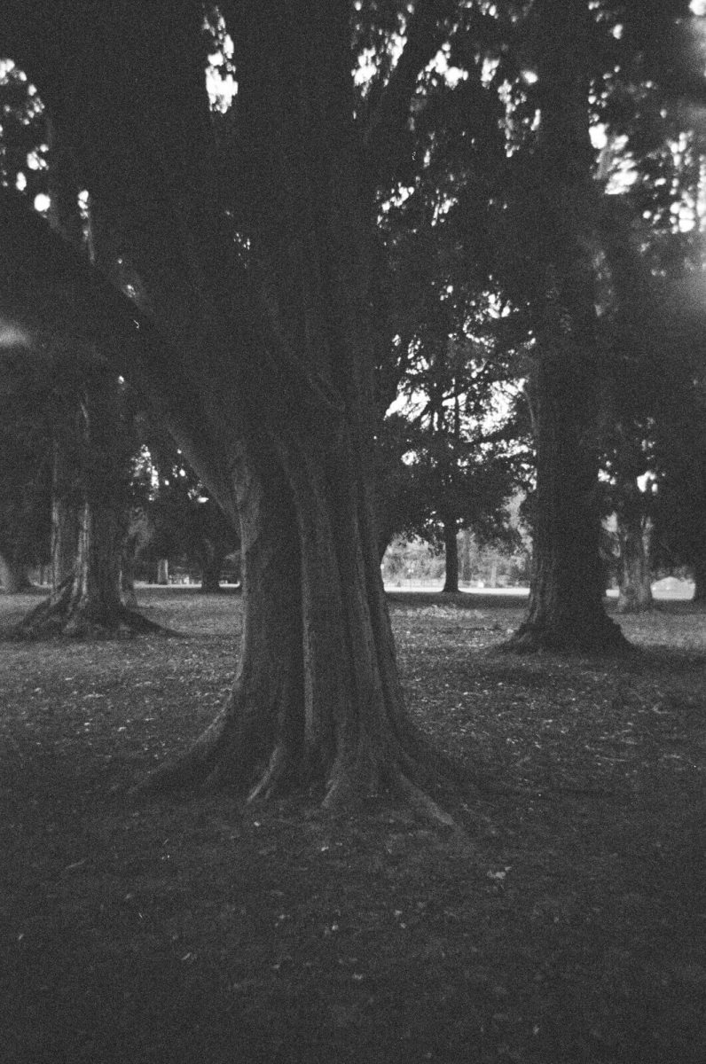 Ilford XP2 single use sample images